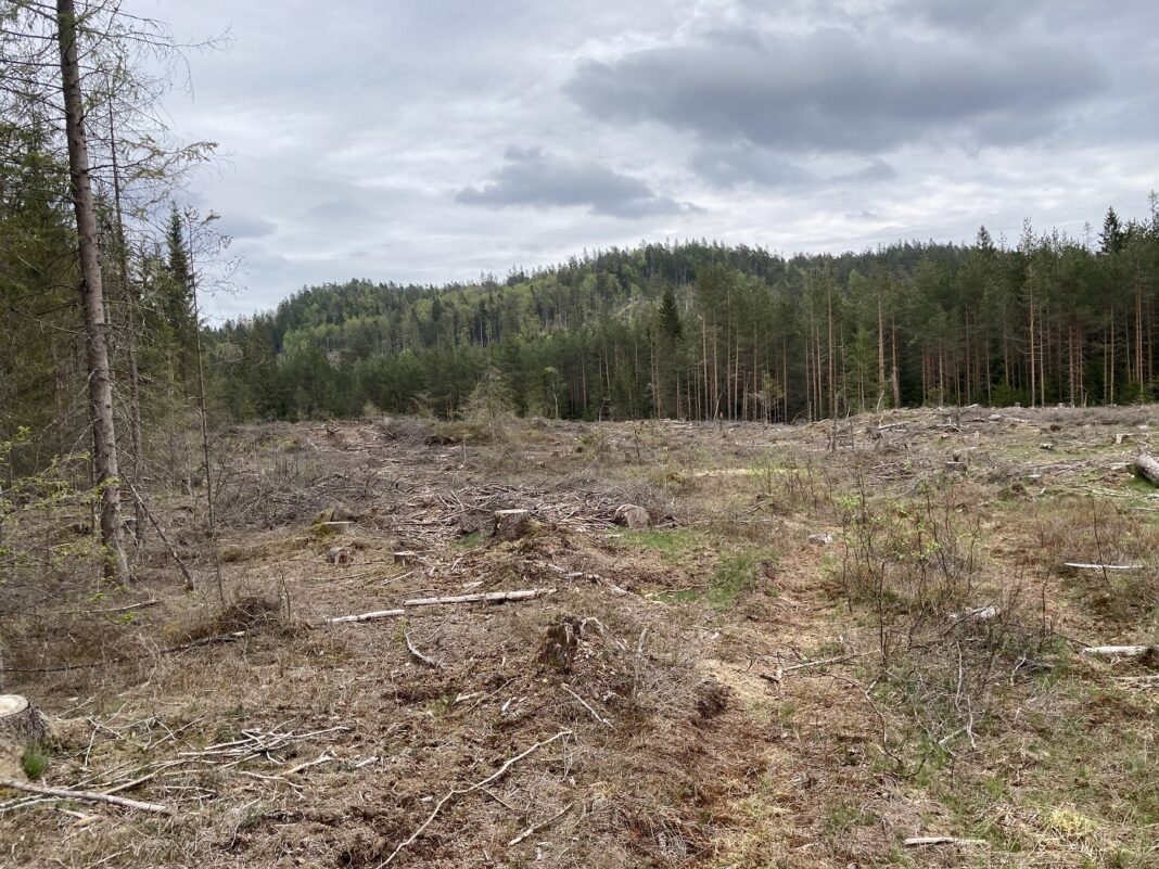 På arealet som er tiltenkt solparken legges det opp til kombinert sauebeite og solkraft-produksjon.